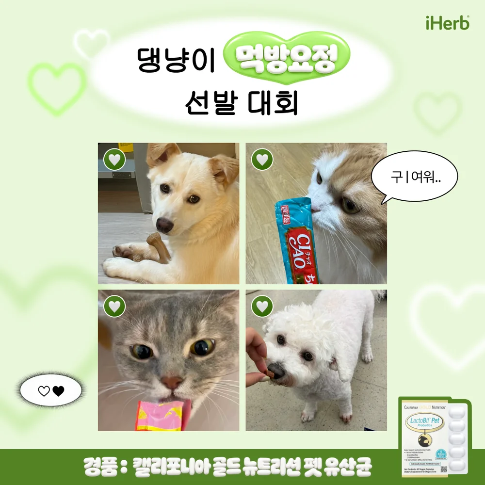 [아이허브] 아이허브 반려동물 자랑 이벤트 행사 이미지